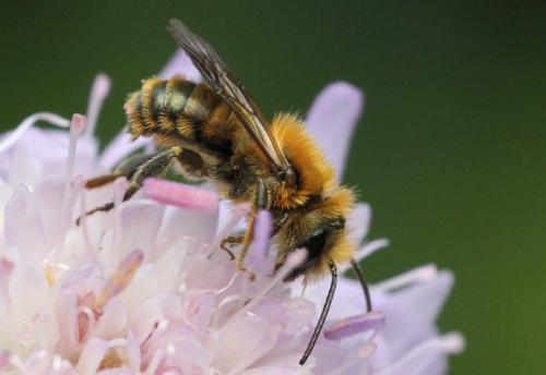 Osmia leaiana